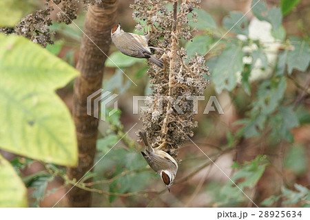 鳥綱 台湾 腰掛け 28925634