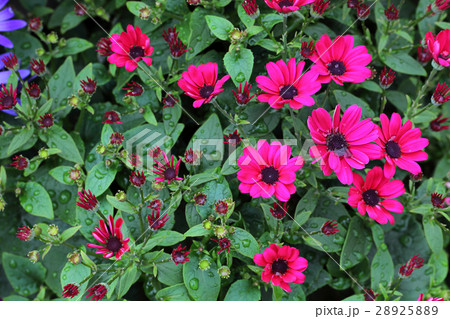 シネラリア赤花と雨雫 シネラリア赤花と雨雫 28925889