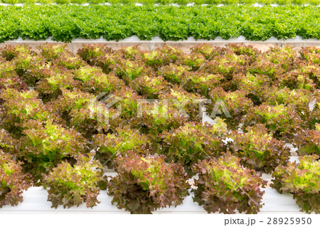 lettuce cultivation on hydroponic system 28925950