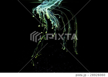 水中マーブル 28926060