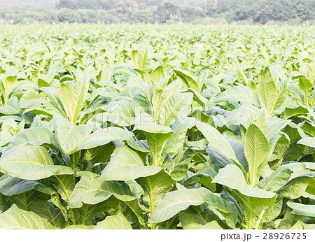 Close up Common tobacco Close up Common tobacco 28926725