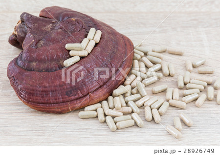 Ganoderma lucidum capsule - Ling zhi mushroom 28926749
