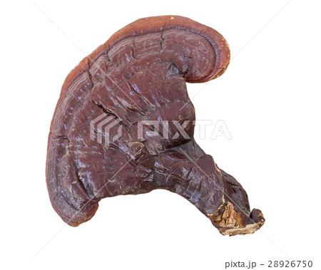 Ganoderma Lucidum Mushroom on white background 28926750
