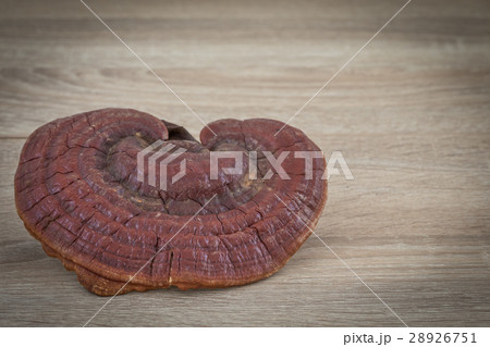 Ganoderma Lucidum Mushroom on wood background 28926751