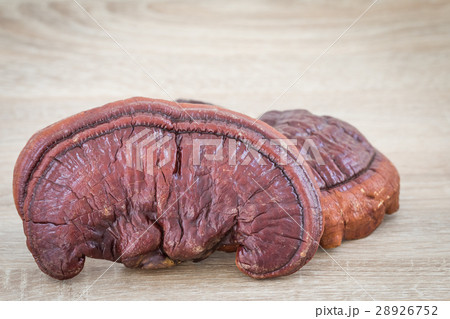 Ganoderma Lucidum Mushroom on wood background 28926752
