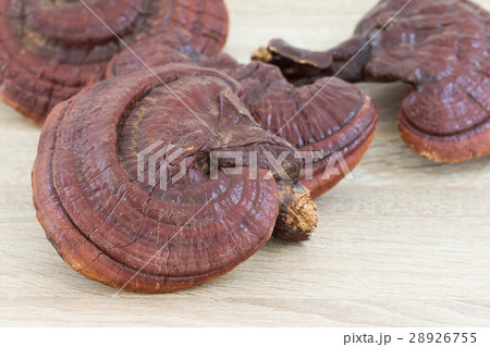 Ganoderma Lucidum Mushroom on wood 28926755