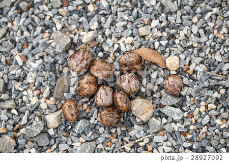 Tree seed drop on the ground. 28927092