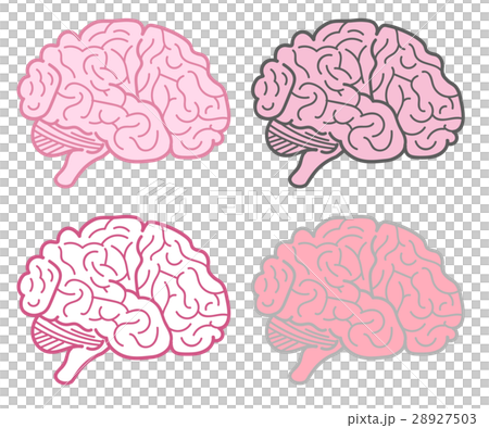 brain brain 28927503