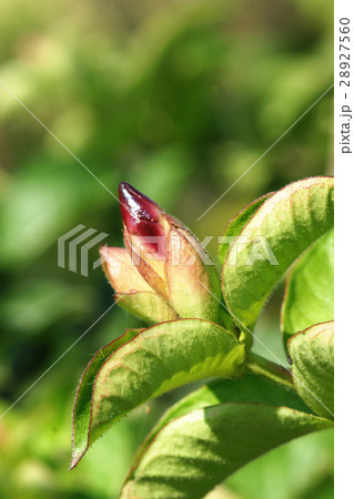 長楕円形 ブルーミング 開花 28927560
