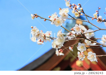 北野天満宮 北野天満宮 28928243