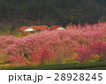 桜 さくら サクラ 28928245