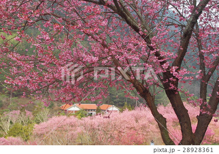 桜 さくら サクラ 28928361