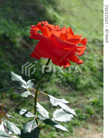 Orange rose / Tropical Rose Garden Orange rose / Tropical Rose Garden 28928362