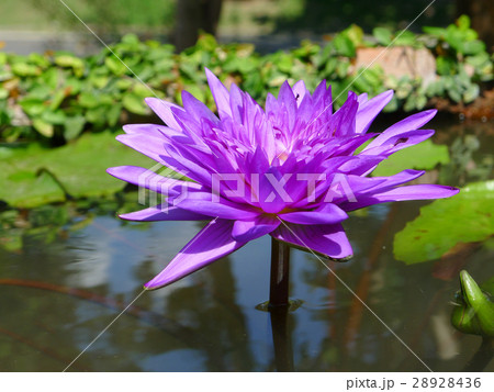 Purple lotus / purple water lily Purple lotus / purple water lily 28928436