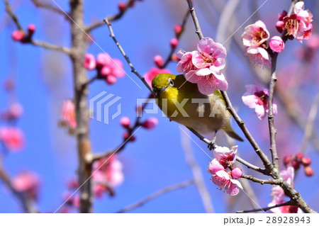 【野鳥】メジロと梅の花 【野鳥】メジロと梅の花 28928943