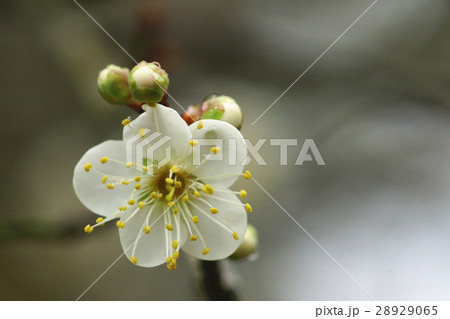 梅 梅の花 蒴果 28929065