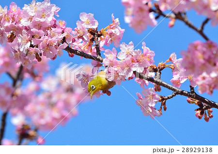 メジロと河津桜(N) メジロと河津桜(N) 28929138