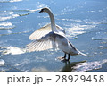 白鳥 28929458