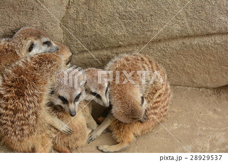 動物園のミーアキャット 28929537