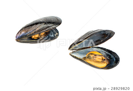 Cooked mussel in shell 28929820