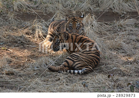 トラの子供 トラの子供 28929873