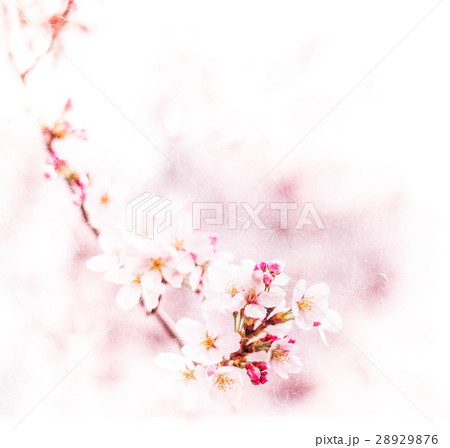 桜 ページ ミドリ】カラー色紙 両開き リボン 桜柄 (33146006)