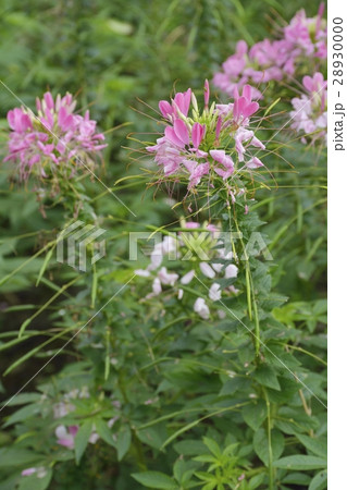 西洋風蝶草 28930000