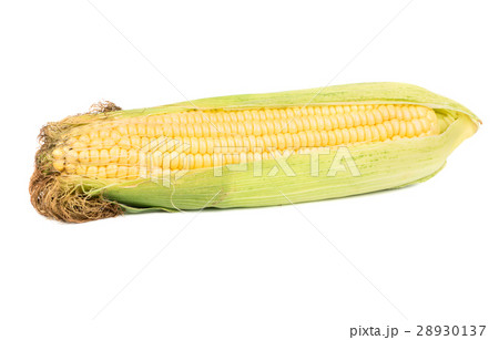 Fresh corn cob Fresh corn cob 28930137