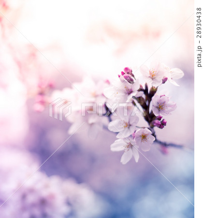さくら 28930438