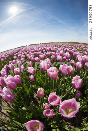 purple tulip fields are growing every year purple tulip fields are growing every year 28930798