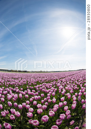 purple tulip fields are growing every year purple tulip fields are growing every year 28930800