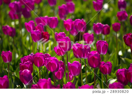 purple tulip fields are growing every year purple tulip fields are growing every year 28930820