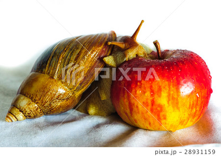Snail isolated on the white background 28931159