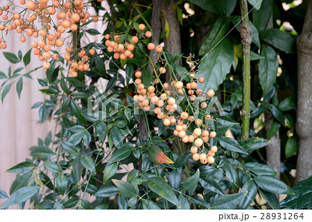 白南天の実 白南天の実 28931264