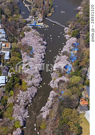 井の頭公園/Aerial view 井の頭公園/Aerial view 28931320