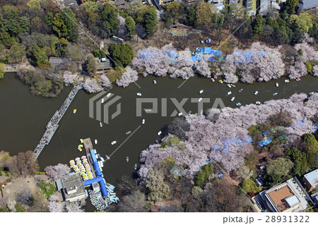 井の頭公園／Aerial view 28931322