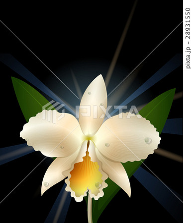 White orchid on black background 28931550