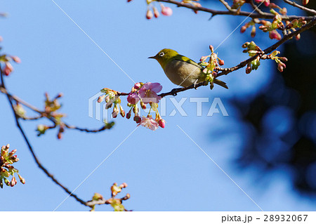 咲き始めの桜にメジロ 咲き始めの桜にメジロ 28932067