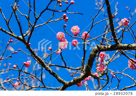百草園の紅梅と青空 28932078