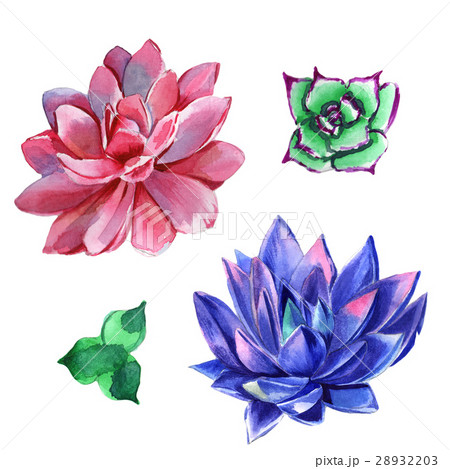 Wildflower succulentus flower in a watercolor Wildflower succulentus flower in a watercolor 28932203