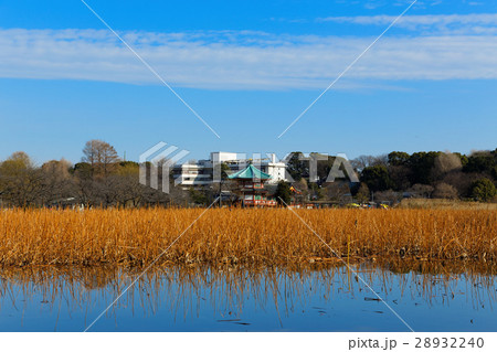 上野恩賜公園の冬の蓮池と周囲の景観 28932240