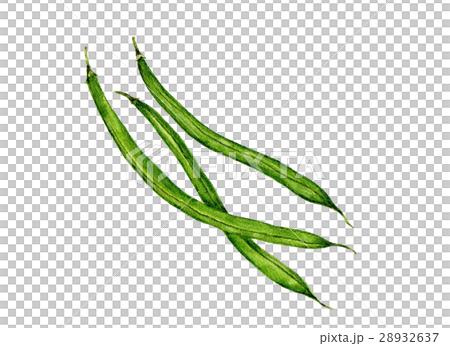 野菜イラスト　さやいんげん 28932637