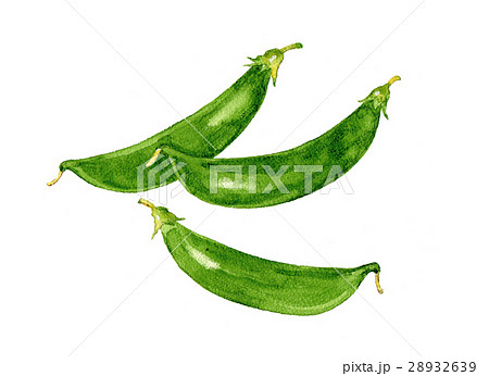 野菜イラスト　スナップエンドウ 28932639