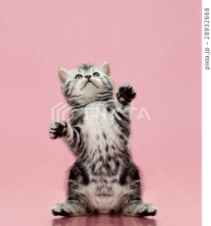 kitten 28932668