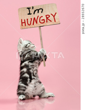 kitten 28932670