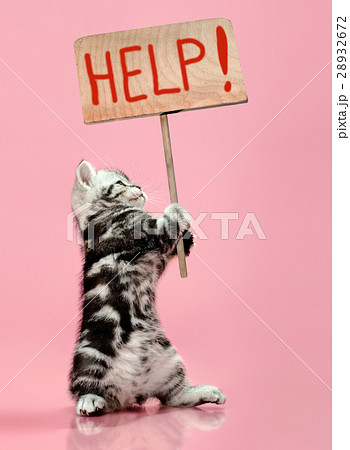 kitten 28932672