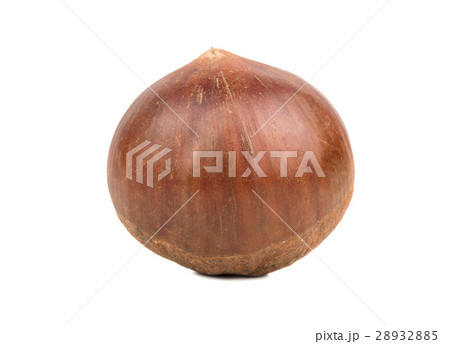 Edible raw chestnut 28932885