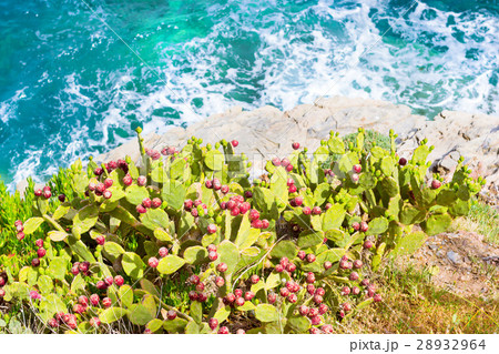 Flowering cactus growing on sea shore. Bali, Crete Flowering cactus growing on sea shore. Bali, Crete 28932964