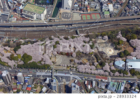 飛鳥山公園の桜／Aerial  view 28933324