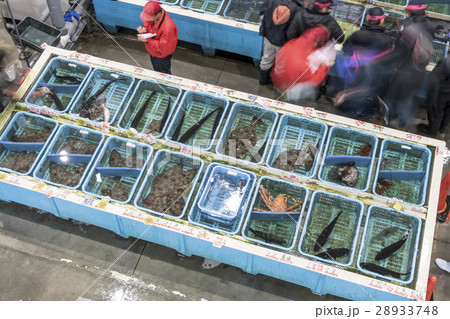 魚市場 競り 魚市場 競り 28933748